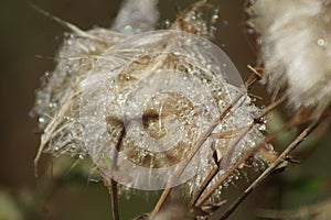 Beautiness in the Nature