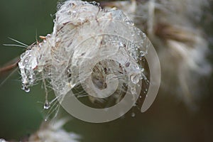 Beautiness in the Nature