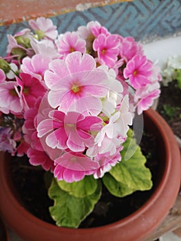 The beautiness of primula rose..pink and white combinatin its amazing