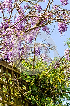 Beautiufl wisteria violet flowers blooming in the park