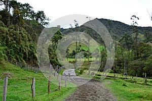 Beautiul landscape of the Cocora Valley, near to the colonial town of Salento, in Colombia photo