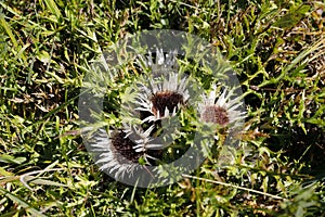 A beautiul silvery thistle, Carlina acaulis, in a mountain meadow