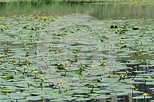 Beautiul yellow water lilies Nuphar Lutea in a pond on a bright summer day