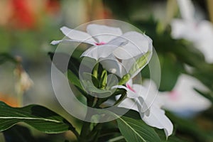 Beautiful singled out flower in natural lighting