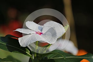 Beauttiful singled out flower in natural lighting