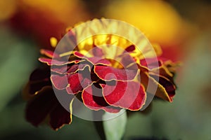 Beauttiful singled out marigold flower in natural lighting