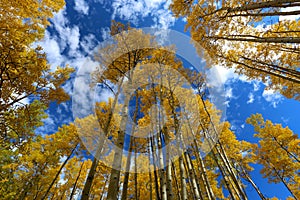 Beautuful Forest canopy of fall clors of gold and yellow aspen trees