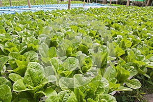 Vegetables hydro garden photo