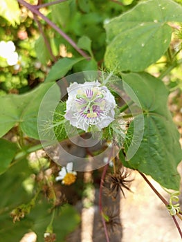 Beautufull Rambusta Flower