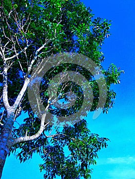 Tree in the sky photo