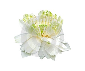 Beauty abstract fresh white lotus blooming with green leaves. soft clean water lilly petal blossom peaceful isolated on white