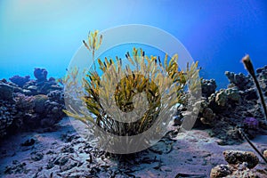 The beauty of Algeas in underwater landscape