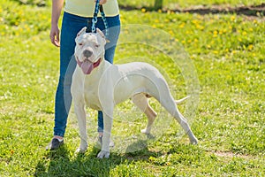 Beauty Argentino dog with owner