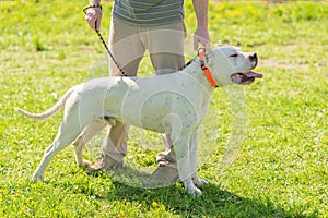 Beauty Argentino dog with owner