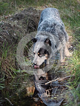 Beauty Australian cattle dog drinking water