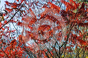 Beauty of autumn acacia