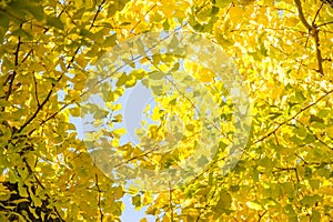 Beauty autumn background, Ginkyo trees in meiji jingu shirine