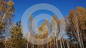 The beauty of autumn in the Greater Xing`an Mountains in China