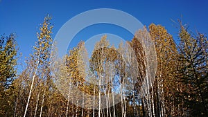 The beauty of autumn in the Greater Xing`an Mountains in China