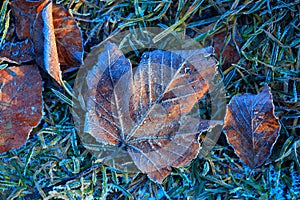 Beauty autumn leafage in hoarfrost on ground