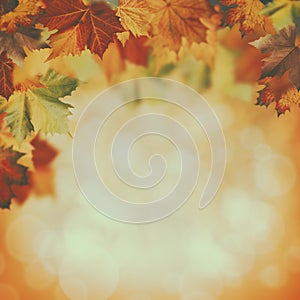 Beauty autumnal backgrounds
