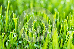 Beauty backgrounds with foliage, green grass, dew drops and bokeh