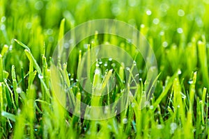 Beauty backgrounds with foliage, green grass, dew drops and bokeh