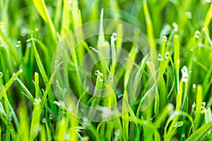 Beauty backgrounds with foliage, green grass, dew drops and bokeh