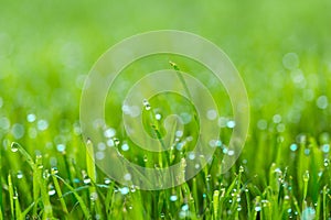 Beauty backgrounds with foliage, green grass, dew drops and bokeh