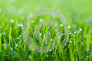 Beauty backgrounds with foliage, green grass, dew drops and bokeh