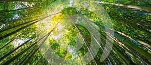 The Beauty of Bamboo Forest Bathed in Sunlight and Serenity AI generated image