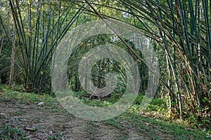 The beauty of bamboo forest at Hutan Bambu Wanadesa, Balikpapan.