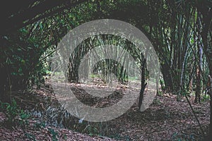 The beauty of bamboo forest at Hutan Bambu Wanadesa, Balikpapan photo