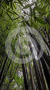 The beauty of the bamboo forest photo