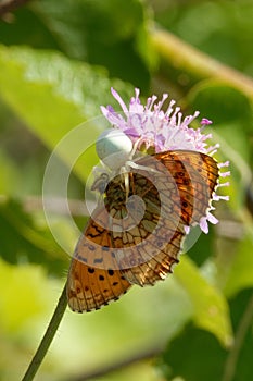 Beauty and the Beast on flower of field scabious