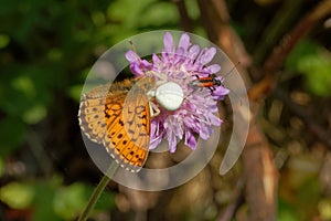 Beauty and the Beast on flower of field scabious