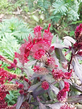 Beauty begins with red flowers