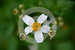 The beauty of bidens pilosa flowers