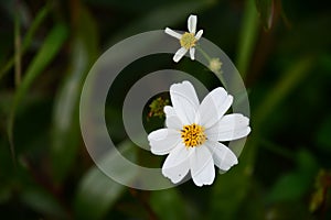 The beauty of bidens pilosa flowers