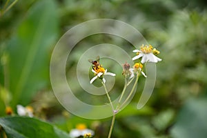 The beauty of bidens pilosa flowers