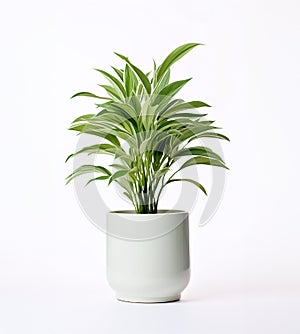 A beauty big modern plant in a white pot on a white background