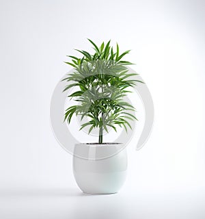 A beauty big plant in a white pot on a white background