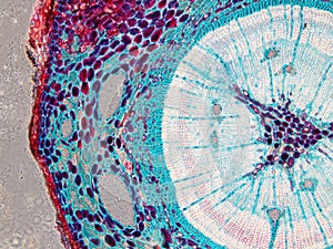 Beauty of biological science under microscopy