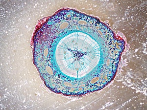 Beauty of biological science under microscopy photo