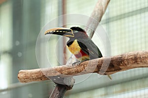 The beauty of the bird Chestnut-eared aracari, or Chestnut-eared araÃ§ari Pteroglossus castanotis perching on top of the stick