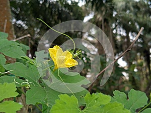 Beauty bitter melon flower