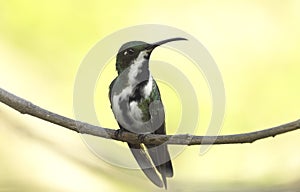 Beauty Black-throated mango Anthracothorax nigricollis female hummingbird