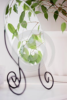 Beauty blog background for stories in social network, green flowers leaf in mirror
