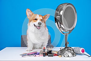 Beauty blogger welsh corgi pembroke or cardigan dog sits at table in front of round mirror, cosmetic makeup brushes, lipstick,