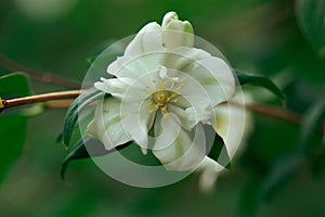 Beauty bloom white flower on green background. Blooming jasmine bushes flowers